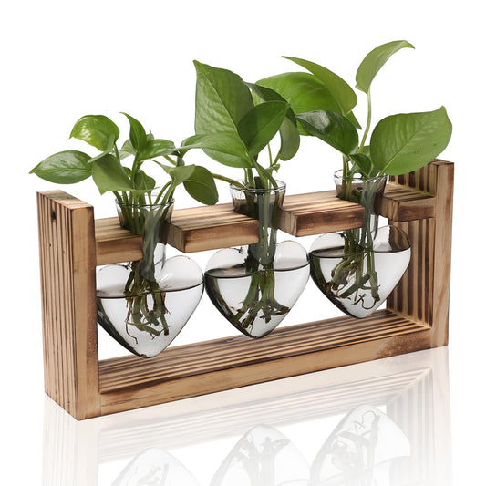 Plant Terrarium Propagation Stations Hydroponics