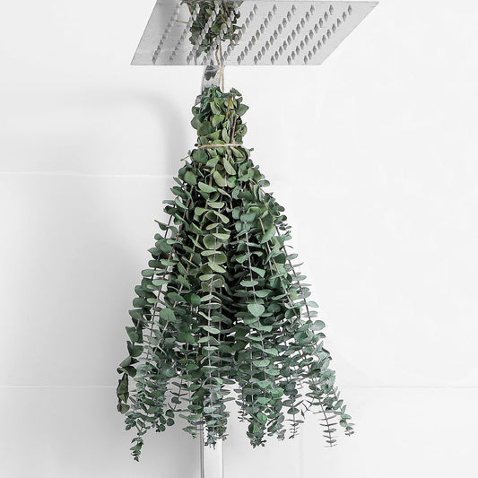 10 Pcs Dried Eucalyptus Stems